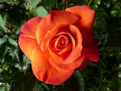 Floribunda Rose Super Trouper Buy Online From Ashwood Nurseries