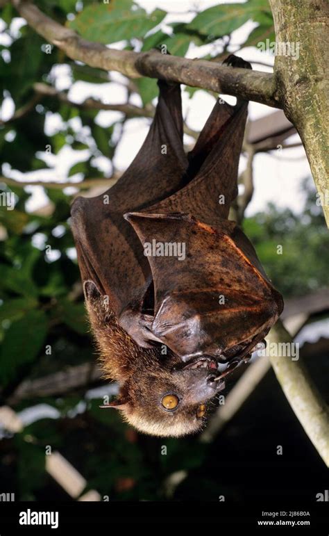 Giant Golden Crowned Flying Fox Acerodon Jubatus Hi Res Stock