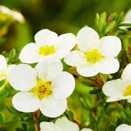 Potentilla Fruticosa McKay S White Vendita Piante E Bulbi Olandesi