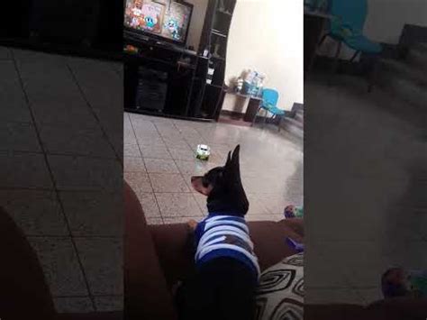 Perro Biendo Tele Youtube