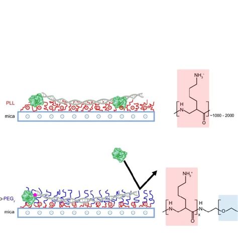 Schematic Representation Of Different Dna Surface Adsorption Methods Download Scientific