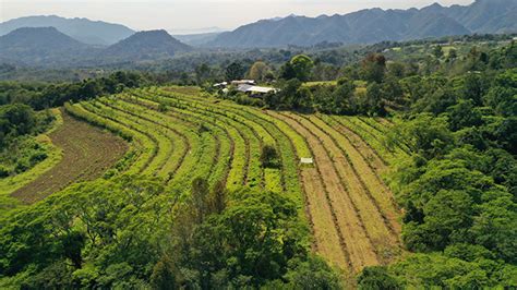 Curso Sistemas Agroforestales