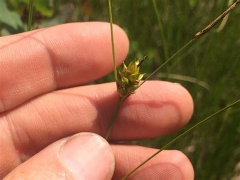 Carex Oligosperma