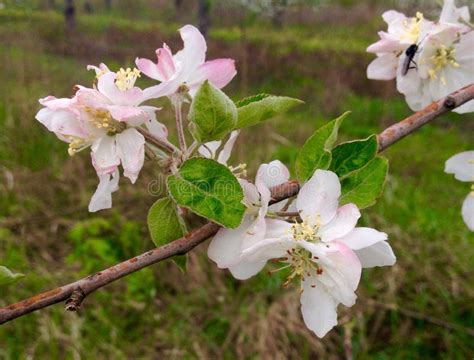 Apple Orchard In Bloom Stock Photo Image Of Branches 70653410