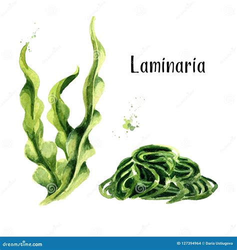 Laminaria Alga Marina Del Quelpo Sistema De Superfood Ejemplo Dibujado