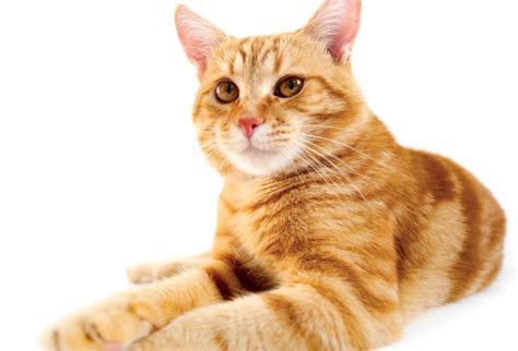 10 Fascinating Orange Cat Facts You Probably Didn’t Know - Modern Cat