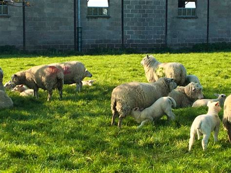 20 Cheviot Welsh Mule Cross Breeding Store Ewes Lambs With Lambs At