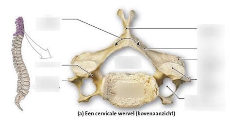 Cervicale Wervel Diagram Quizlet