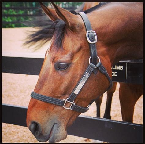 2009 Kentucky Derby winner Mine That Bird returns to the Kentucky Derby ...