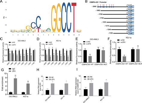 Zfx Bound To And Activated Cebpa As Promoter In Aml A Dna Motif Of