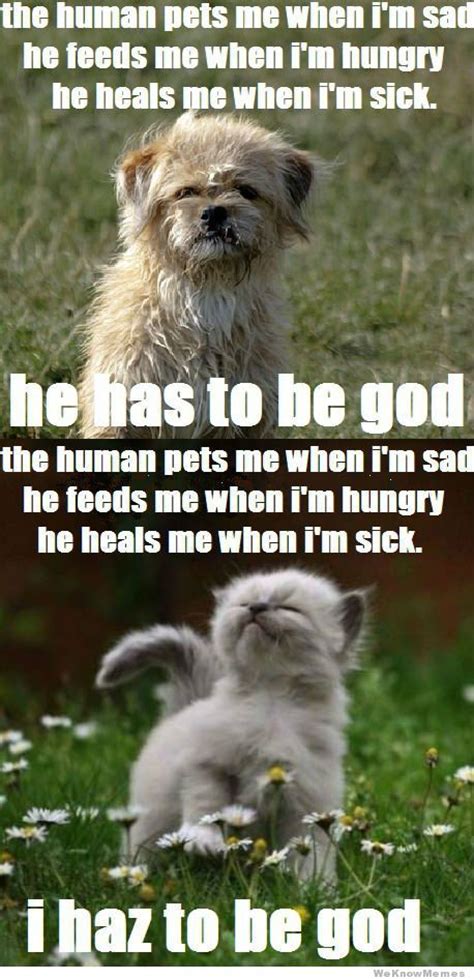 Dog Logic Vs Cat Logic Laugh Pinterest Cats Funny And Ha Ha