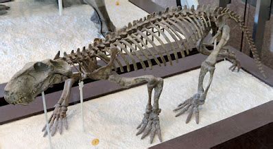 Louisville Fossils and Beyond: Lycaenops ornatus Skeleton Fossil