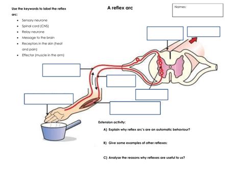 reflex arc worksheet