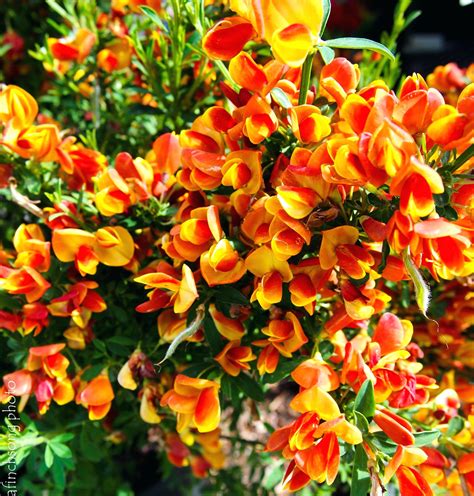 Flowering Shrubs For Sun Partial Bushes Full Zone 4 Late Afternoon