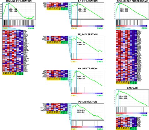 Gene Set Enrichment Analysis GSEA Of Genes Highly Expressed In CMS1