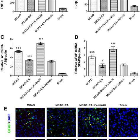 A Silencing Prevents The Anti Inflammatory Effects Of Ea After Focal