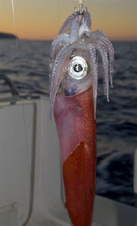 Xelaya Gijon Poteras Artesanas De Asturias La Pesca Del Calamar