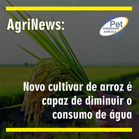 AgriNews Novo cultivar de arroz que é capaz de diminuir o consumo de