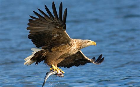 Download Animal Eagle Wallpaper