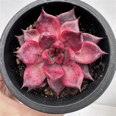 Echeveria Aripi Dk Succulents Korea Rare Korean Succulents