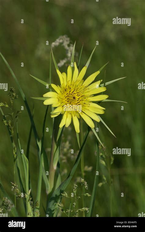 Western Salsify A Native Herb In Europe Has Become A Wild Flower On The