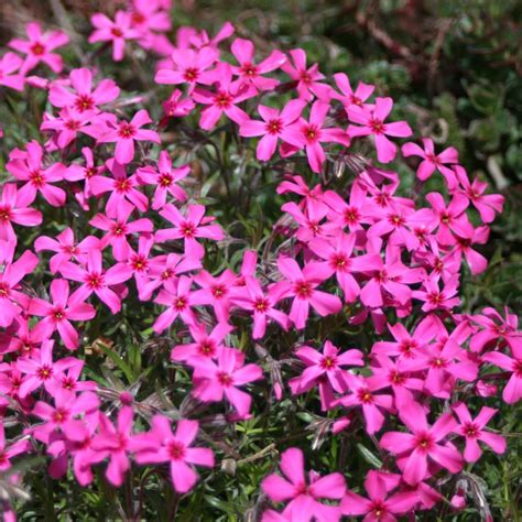 Scarlet Flame Creeping Phlox Plants For Sale GrowJoy