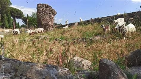 Flock Of Sheep And Goats Climbing Over A Stone Wall In The Middle Of