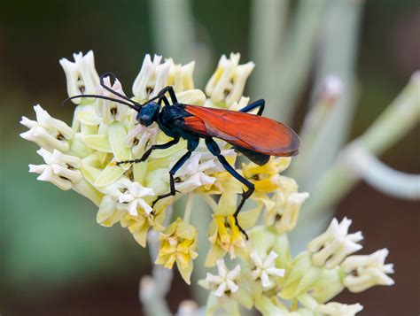 Picture Of A Tarantula Hawk Wasp From My Front Yard [scottsdale] R Arizona