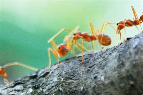 19 Ant Facts: Fun Facts About The Tiny Powerhouse