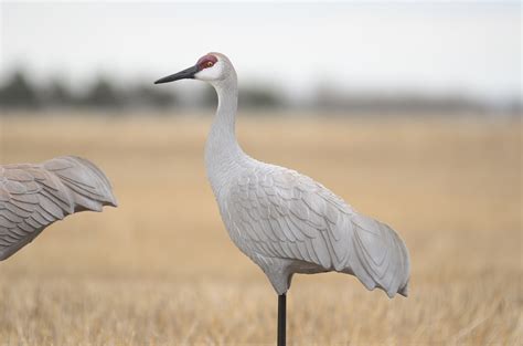 Western Series Sandhill Crane Decoys 6 Pack Deception Decoy Co