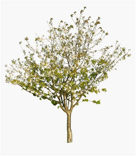 Tree Texture Png - Tree Branch Texture Png, Transparent Png - kindpng