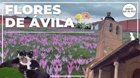 Descubre Las Fascinantes Costumbres Y Tradiciones De Flores De Vila