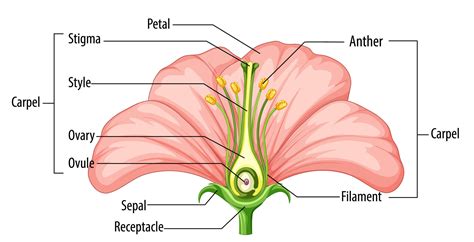 Chapter 2 C Sexual Reproduction In Flowering Plants Flash Education