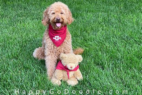 The Goldendoodle Teddy Bear Cut: So Adorable Your Heart Will Melt ...