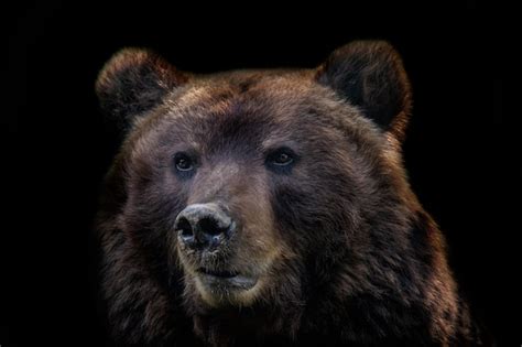 Vista Frontal Del Oso Pardo Aislado Sobre Fondo Negro Retrato Del Oso