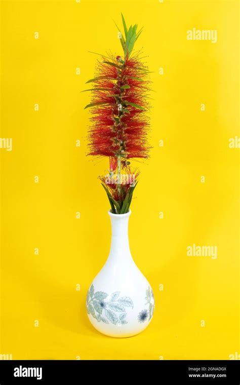 Single Red Bottlebrush Flower In A Decorative White Vase Closeup