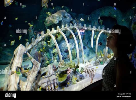 Sea Life Kansas City Aquarium Stock Photo - Alamy