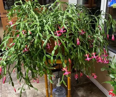 Christmas Cactus Fertilizer Requirements When And How To Fertilize Citycacti