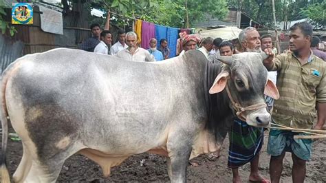 শনিবার ৫ অক্টো২৪ মাংসের ওজনে খামার উপযোগী বড় বড় ষাঁড় গরুর দাম কাহারোল হাটে দিনাজপুর