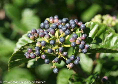 All That Glitters® Viburnum | Plant Addicts