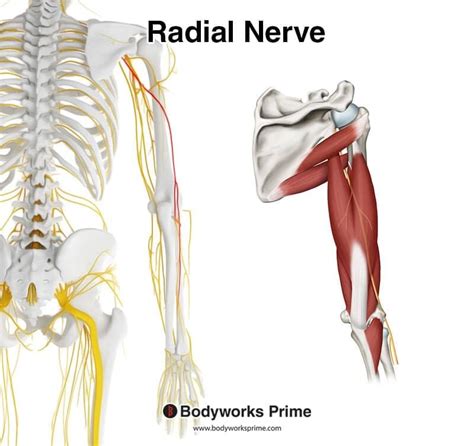 Triceps Brachii Muscle Anatomy - Bodyworks Prime