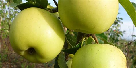 A Beginners Guide To Growing Fruit Trees