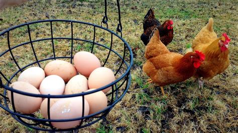 Our First Backyard Chicken Eggs YouTube