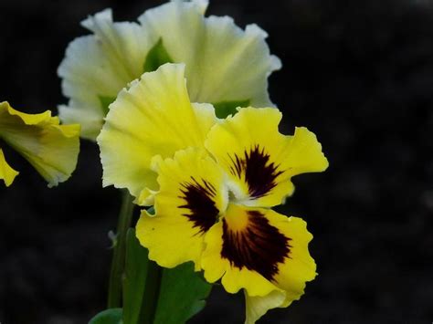 10 Pretty Pansy Varieties