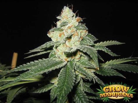 Cataract Kush Seeds - Strain Review | Grow-Marijuana.com