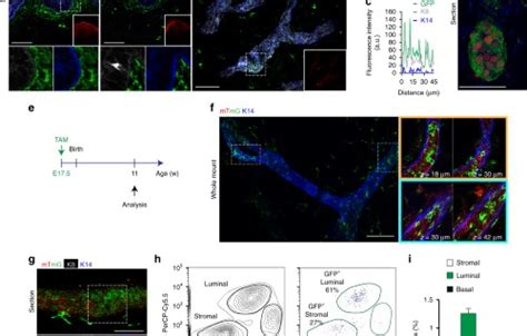 Developmental Biology And Regeneration