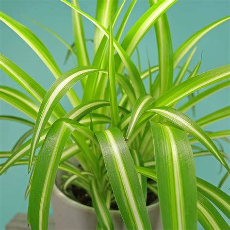 Spider Plant Chlorophytum Comosum