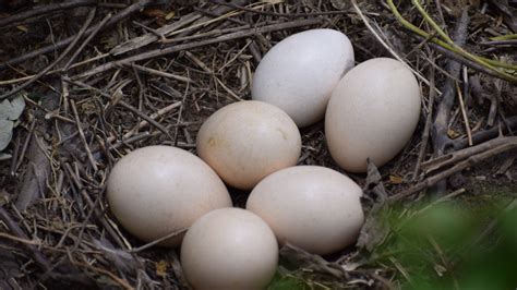 Can You Cook With Peahen Eggs?