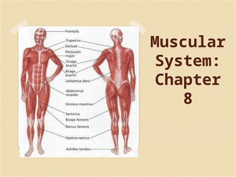 Pptx Muscular System Chapter 8 Chapter 8 Functions Of Muscles 1 Movement Move The Skeleton