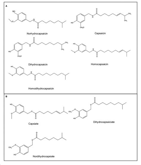 | Capsaicinoids (A) and capsinoids (B) chemical structure. | Download ...